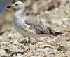 Larus armenicus